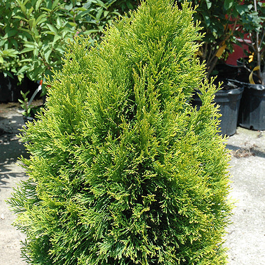 Thuja Janed Gold