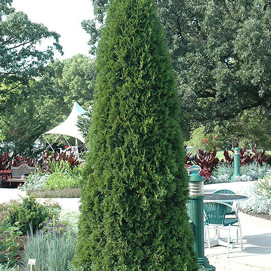 Thuja Emerald Green