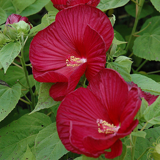 Hibiscus Rose Mallow Luna Red