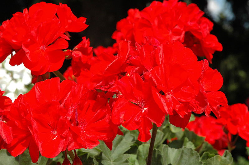 Geranium Presto Red Brilliant
