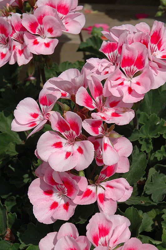 Geranium Presto Pink Sizzle