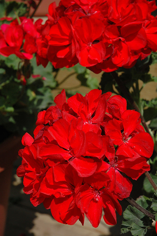 Geranium Presto Red Dark