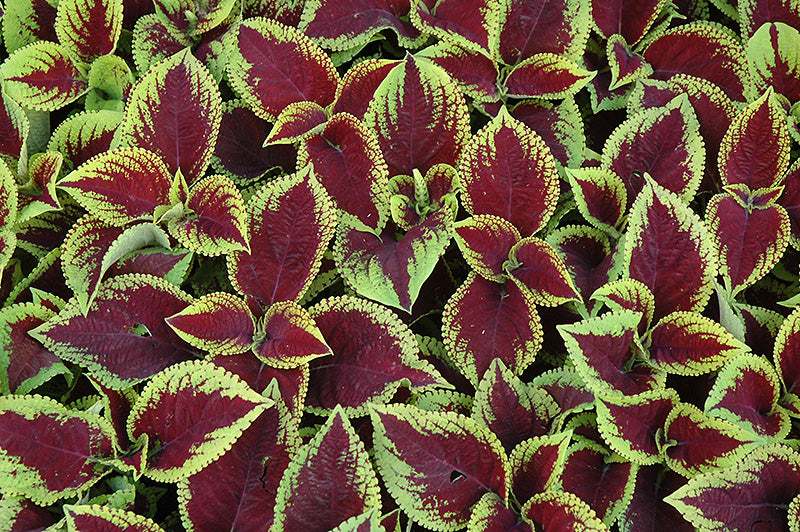 Coleus Kong Jr Scarlet