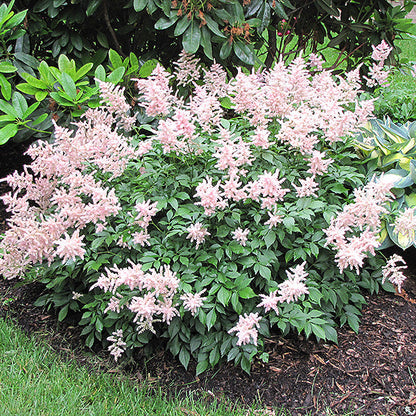 Astilbe False Spirea Peach Blossom