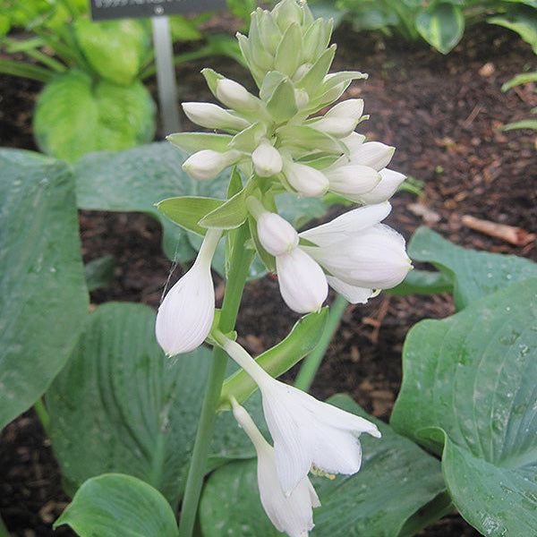Hosta Plantain Lily Elegans