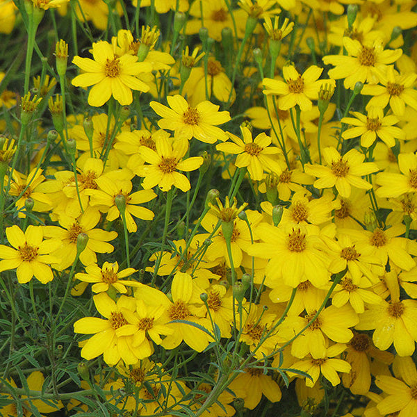 Coreopsis Tickseed Zagreb