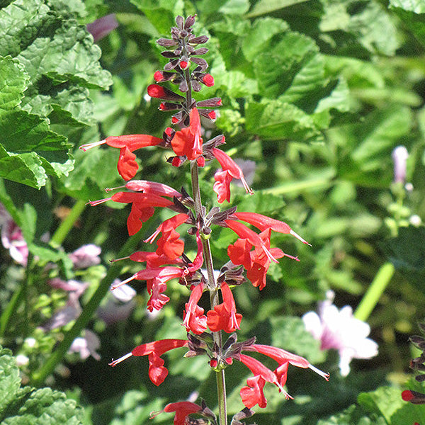 Salvia-Sage Pineapple