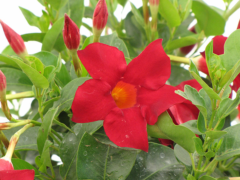 Dipladenia Madinia Deep Red