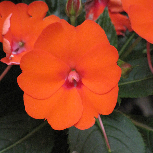 SunPatiens Electric Orange