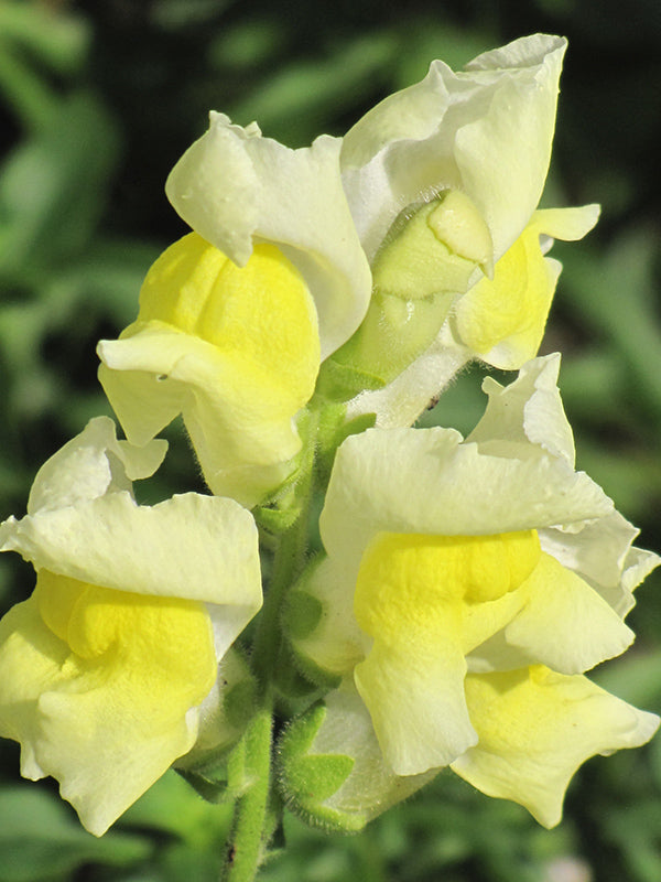 Snapdragon Snapshot Yellow