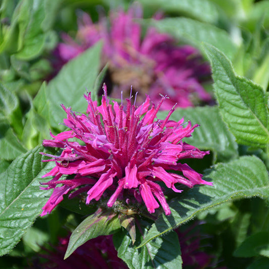 Monarda Bee Balm Pardon My Purple