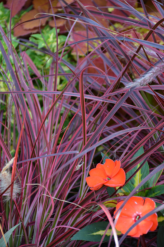 Pennisetum setaceum Fireworks