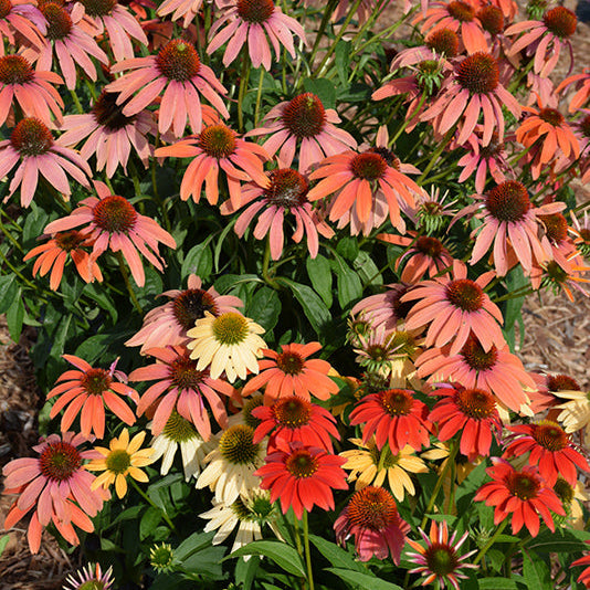 Echinacea Coneflower Cheyenne Spirit