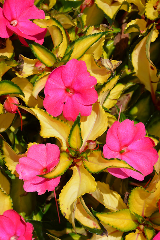 SunPatiens Tropical Rose VL