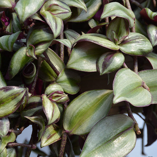 Tradescantia zebrina