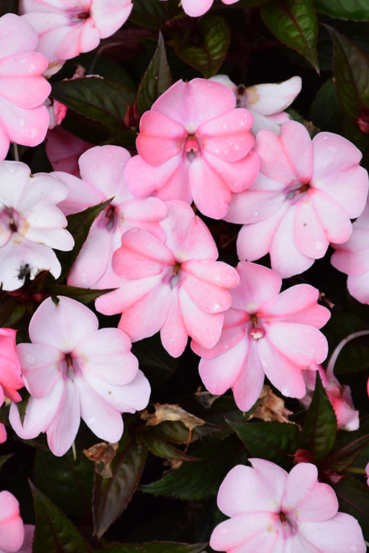 SunPatiens Blush Pink