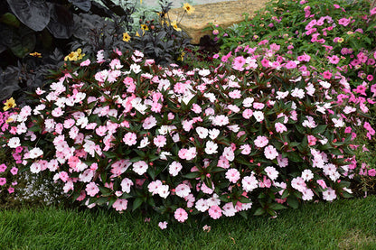 SunPatiens Blush Pink