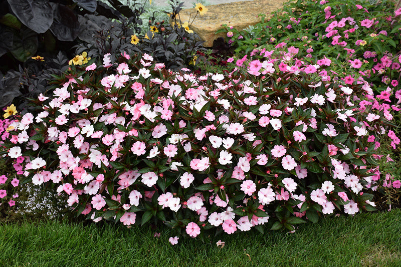 SunPatiens Blush Pink