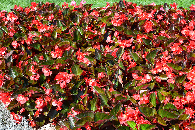 Begonia Big Red Bronze Leaf