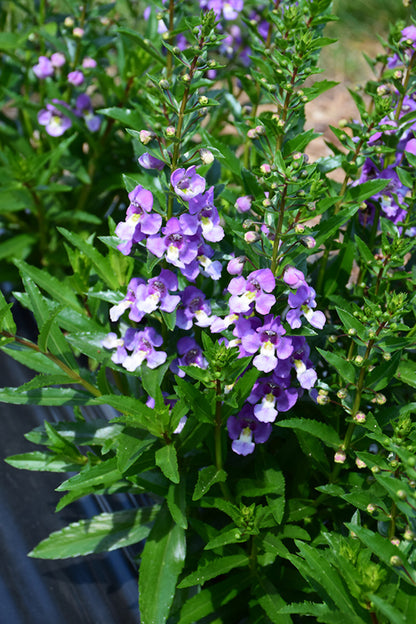 Angelonia ArchAngel Blue Bicolor