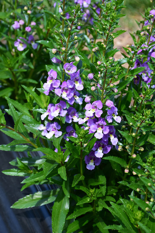 Angelonia ArchAngel Blue Bicolor