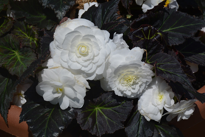 Begonia Nonstop Mocca White