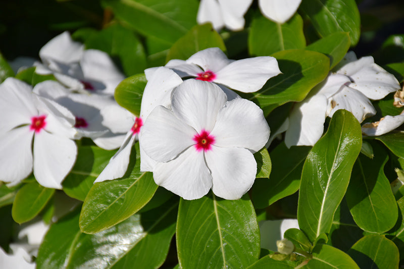 Vinca Titan Polka Dot