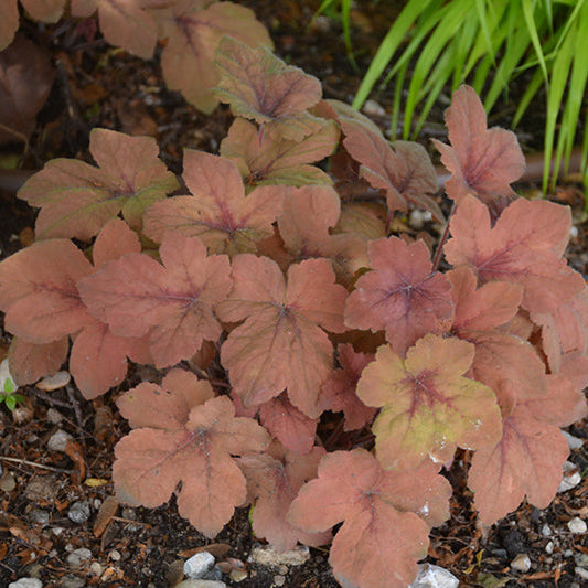Heucherella Foamy Bell Pumpkin Spice