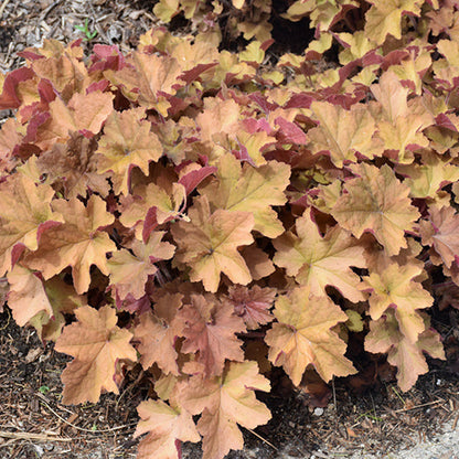 Heuchera Coral Bell Caramel