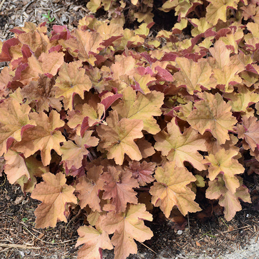 Heuchera Coral Bell Caramel