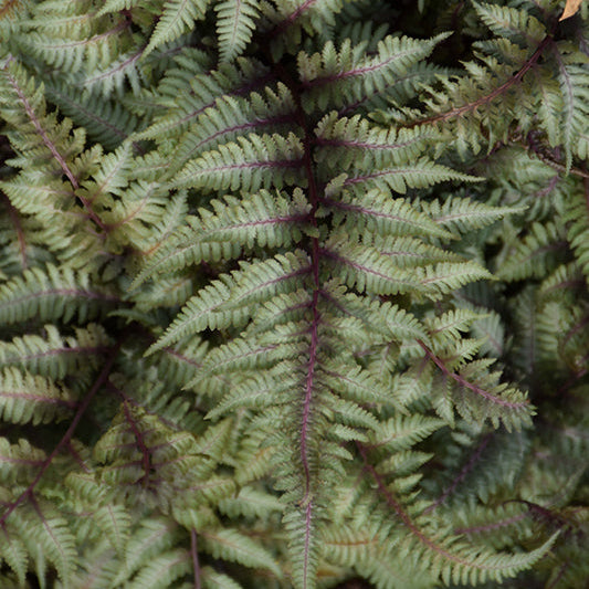 Athyrium Japanese Painted Fern
