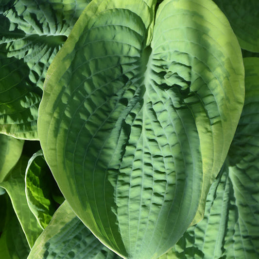 Hosta Plantain Lily Frances Williams