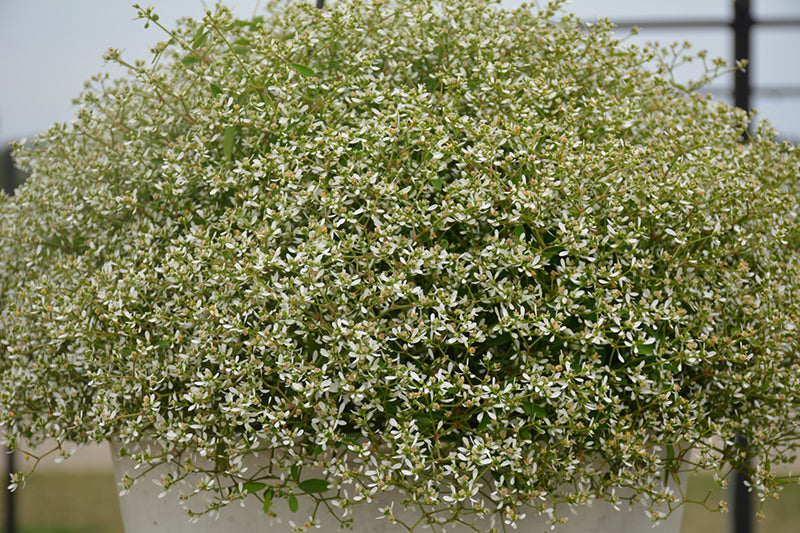 Euphorbia Star Dust White Sparkle