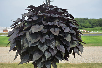 Ipomoea FloraMia Cameo