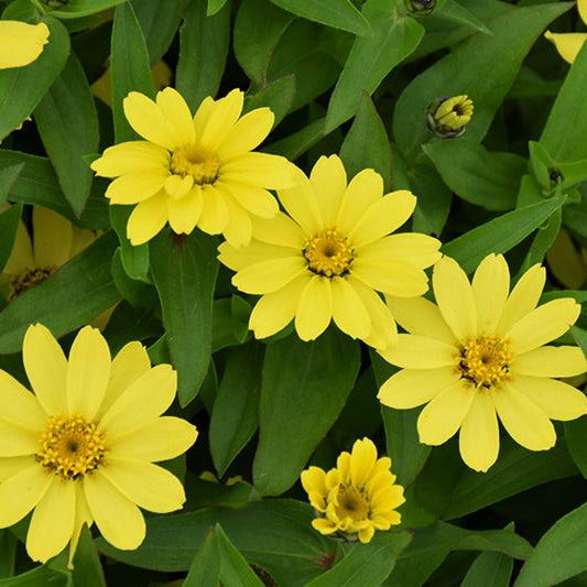 Zinnia Zahara Yellow
