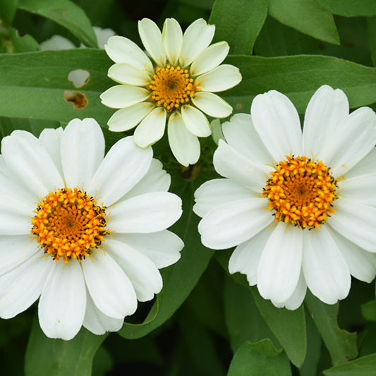 Zinnia Profusion White