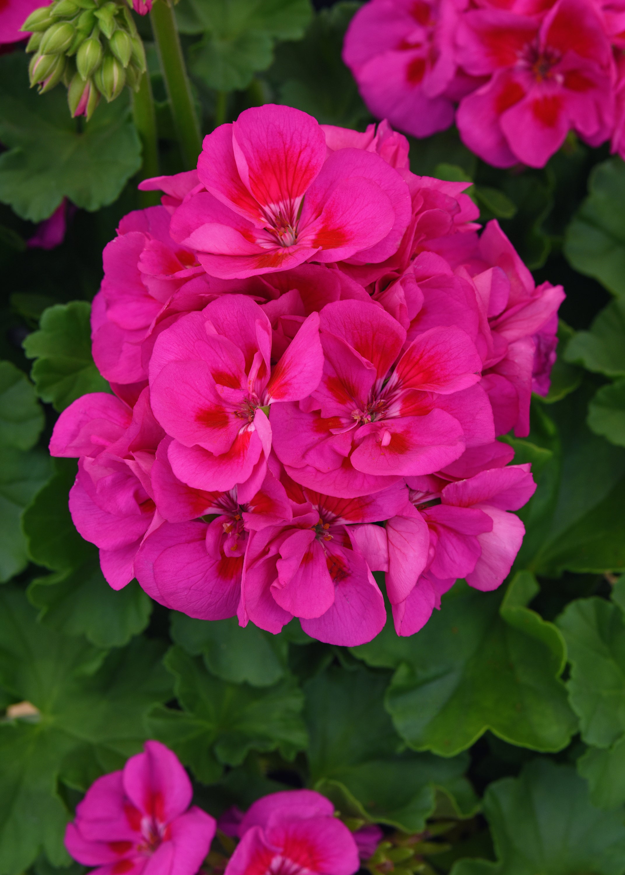 Geranium Dynamo Purple Sizzle