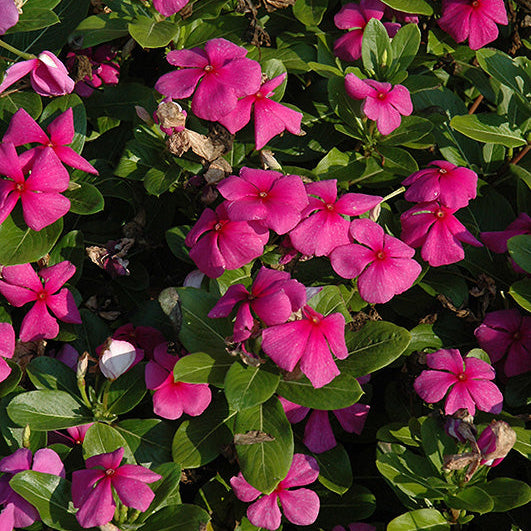Vinca Titan Lilac