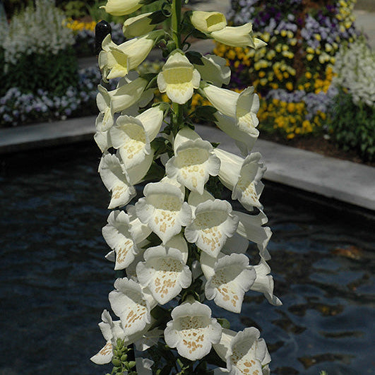 Digitalis Foxglove Dalmation White