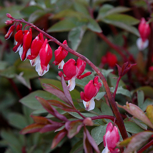 Dicentra Bleeding Heart Valentine