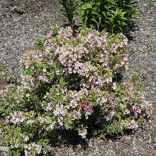 Weigela Rainbow Sensation
