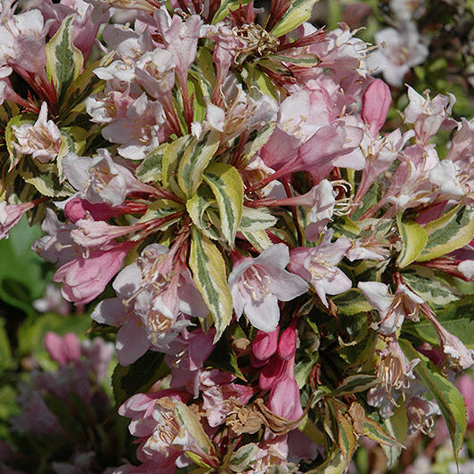 Weigela Rainbow Sensation