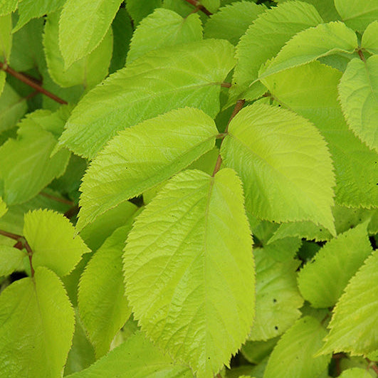 Aralia Spikenard Sun King