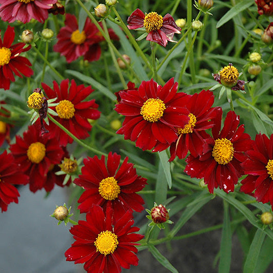 Coreopsis Tickseed Mercury Rising