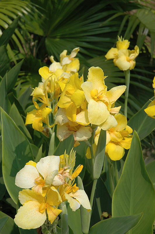 Canna Cannova Yellow