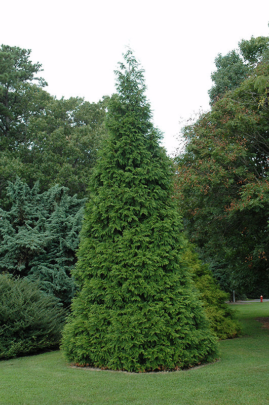 Thuja Green Giant