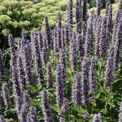 Agastache Hyssop Blue Fortune