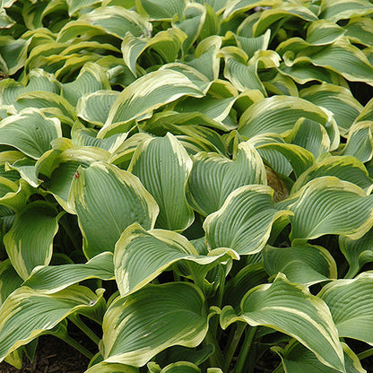 Hosta Plantain Lily Atlantis