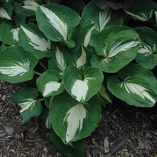 Hosta Plantain Lily Dream Queen