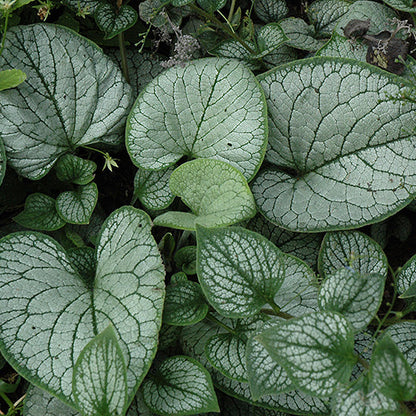 Brunnera Siberian Bugloss Sea Heart
